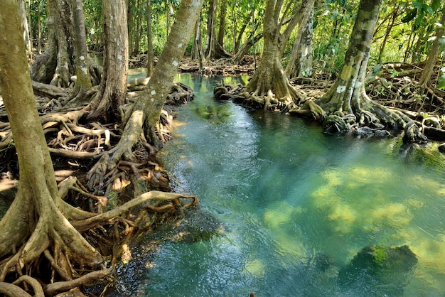 Bosques de manglar