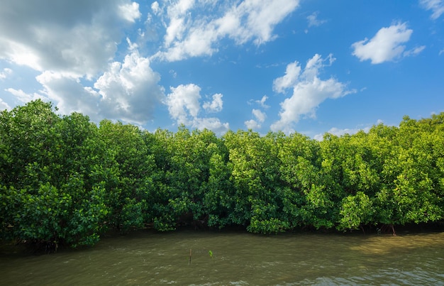 Bosques de manglares y costas, bosques de manglares rojos y aguas poco profundas en una isla tropical, Mangrov