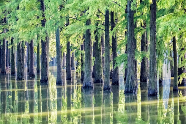 Bosques de Metasequoia en el lago, las especies de árboles más antiguas con hermosos paisajes naturales