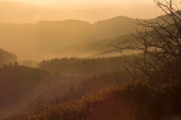 bosques en las montañas bajo la luz dorada del atardecer