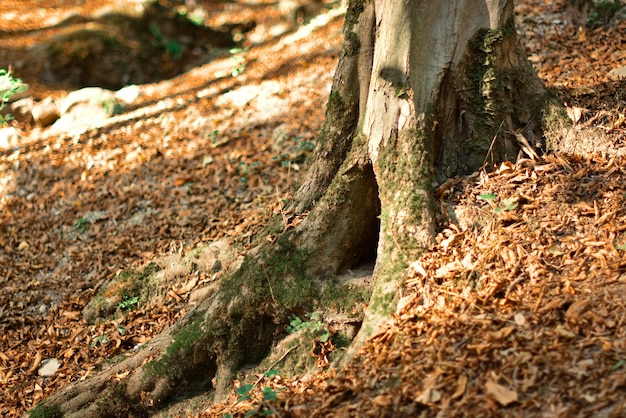 Bosques naturales con clima húmedo alrededor del Mar Caspio