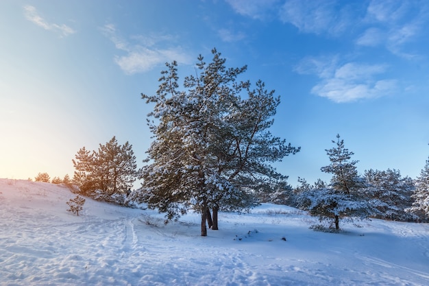 Bosques de naturaleza de invierno brillante del paisaje de invierno de Ucrania