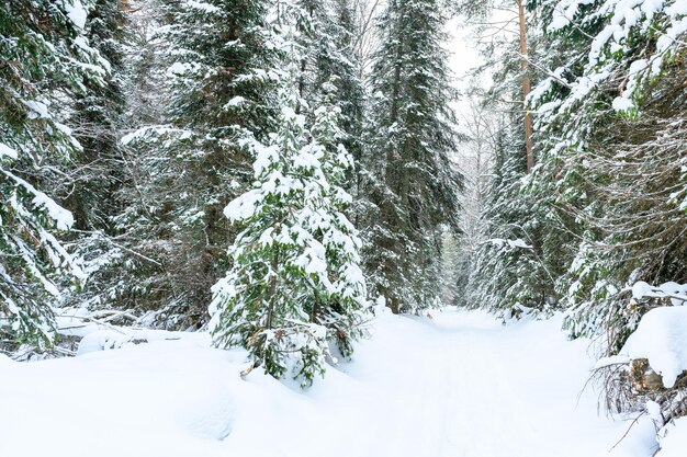 Los bosques nevados de invierno, las nieves, los abetos y un camino en los montes Ural.