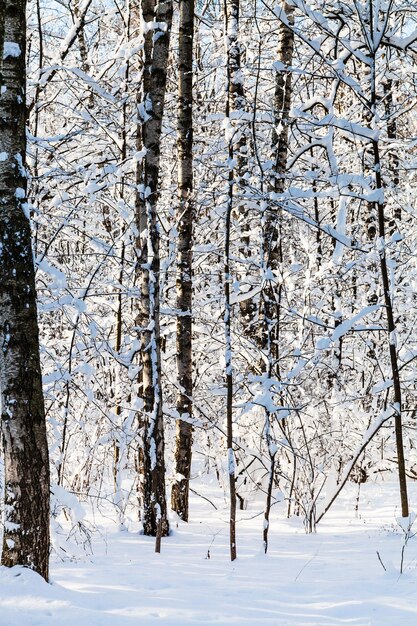 Bosques nevados na floresta em dia ensolarado de inverno