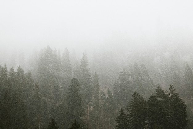 Bosques nublados durante o inverno