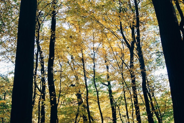 Bosques de otoño Hermosos árboles amarillos y verdes en un bosque cálido y soleado Fondo otoñal Robles y carpes árboles dorados Hola otoño Momento de tranquilidad