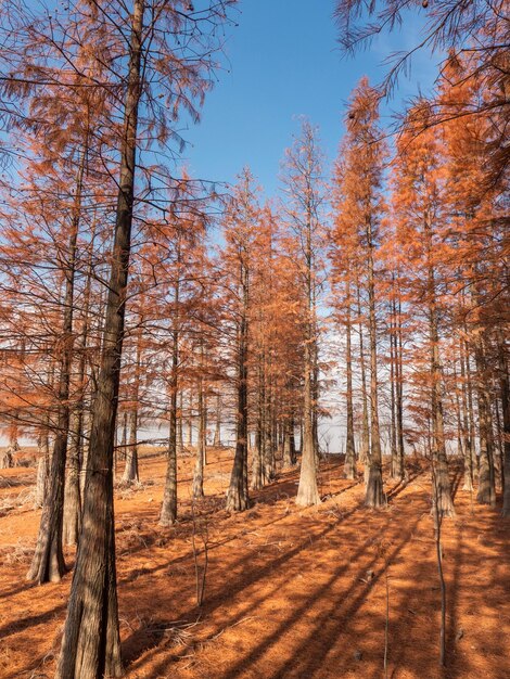 Foto los bosques en otoño