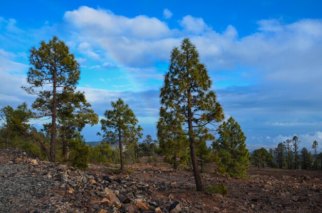 bosques de pinos