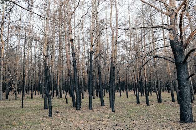 Bosques quemados, árboles carbonizados, incendios forestales y desastres ambientales.