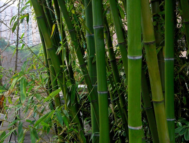 Bosques verdes troncos de bambu em close-up