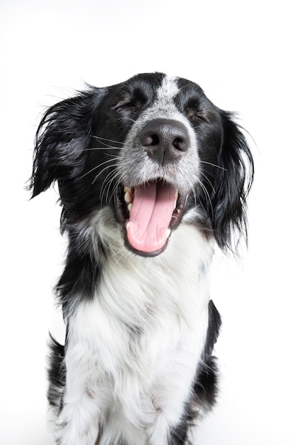 Bostezo de cachorro de perro estresado. Aislado sobre fondo blanco