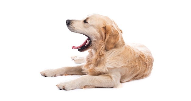 Bostezo perro golden retriever acostado de lado aislado en blanco