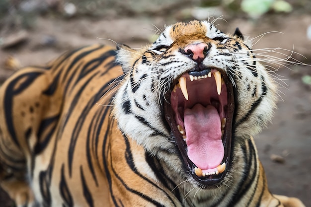 Foto el bostezo del tigre muestra somnolencia.