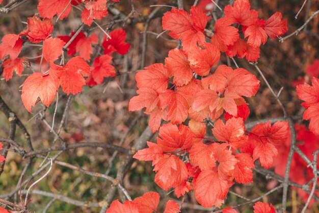 Boston Ivy deixa na parede. Fundo de Outono com folhas vermelhas. Foco seletivo