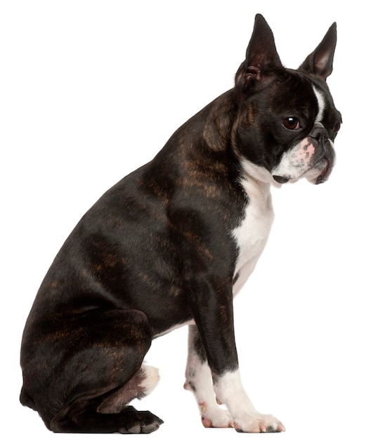 Boston Terrier, 1 Jahr alt, sitzend