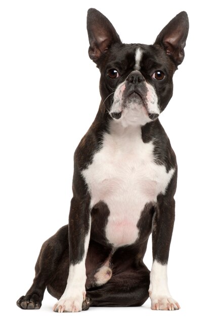 Boston Terrier, 1 Jahr alt, sitzend