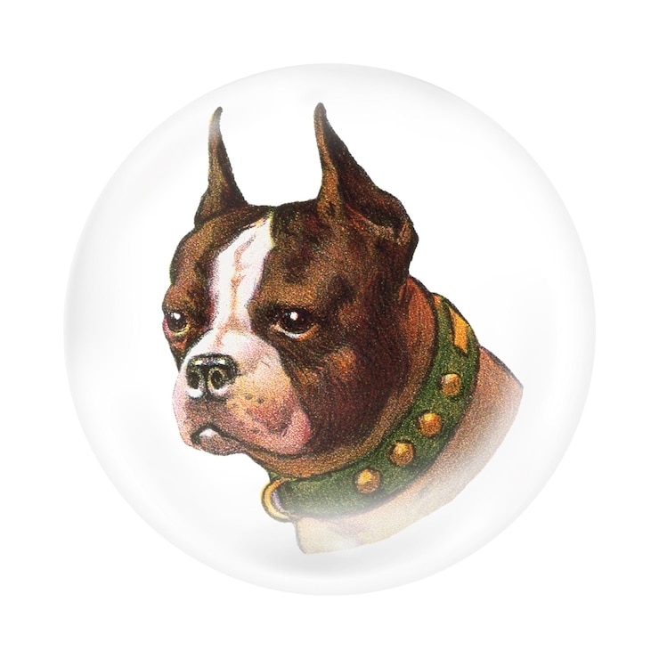 Foto boston terrier adesivo de cão png design de bolha fundo transparente remixado por rawpixel