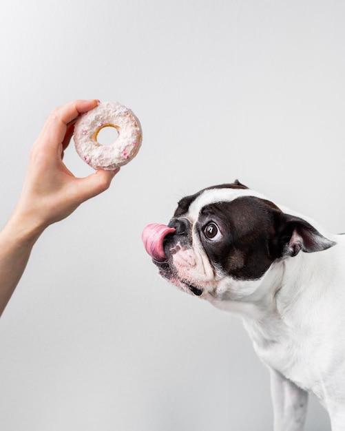 Boston Terrier amigável de pé em uma superfície branca e lambendo um delicioso donut