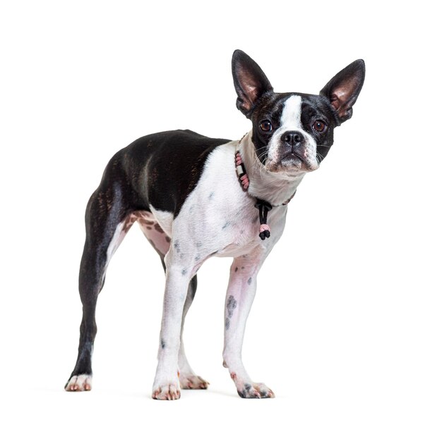 Boston terrier con un collar de perro rosa y de pie en la parte delantera aislado en blanco