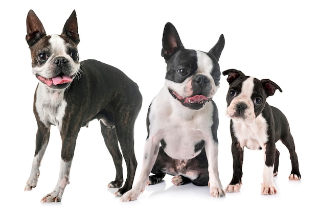 Boston Terrier Hunde