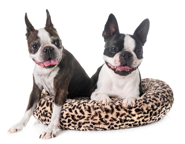 Boston Terrier im Studio