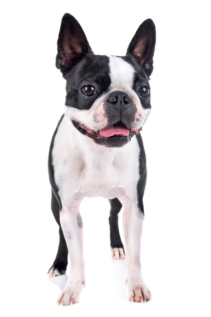 Boston Terrier im Studio