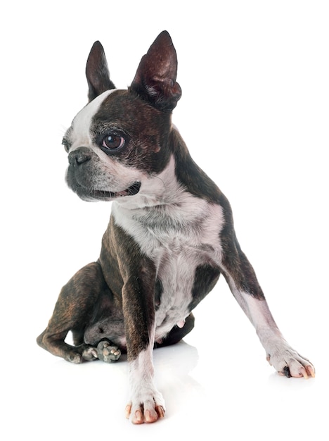 Boston Terrier im Studio