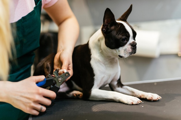 Boston terrier en el salón de belleza.