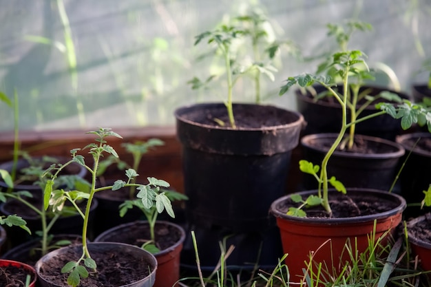 Botânica de estufa de cultivo de tomate natural