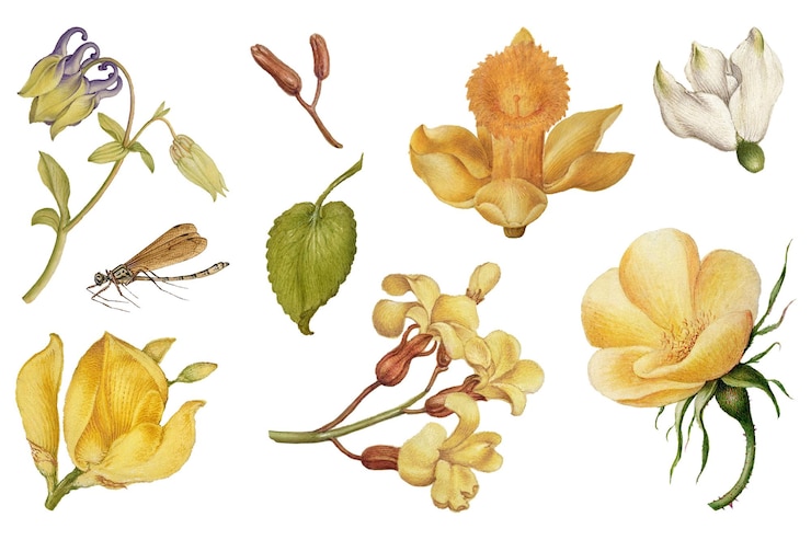 Foto botánico dibujado a mano png vintage conjunto de flores amarillas remix de el libro modelo de caligrafía joris hoefnagel y georg bocskay