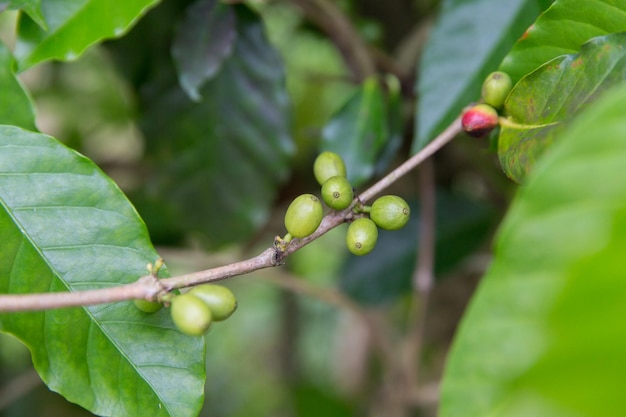 botanik, landwirtschaft, landwirtschaft und flora-konzept - nahaufnahme von unreifen kaffeefrüchten auf zweig mit grünen blättern