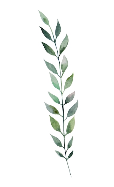 Botanische Blattillustration des grünen Aquarells lokalisiertes Element für Hochzeitsdesign