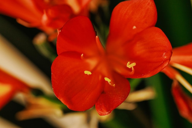 Botanische Details Eine Makroansicht von Pflanzen