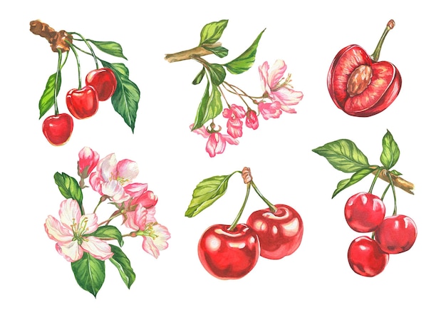 Botanische Illustration des Kirschaquarells von Kirschbeeren und Blumendesign von Karten und Einladungen