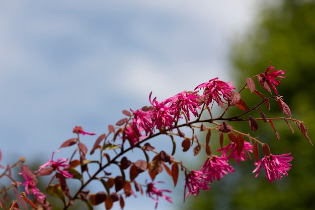 Botanische Sammlung rosa Blüten von Loropetalum chinense aus nächster Nähe