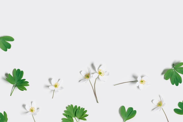 Botanische Trendkarte mit Frühlingsfeldblumen Anemone Nemorosa und frischen grünen Blättern auf Weiß