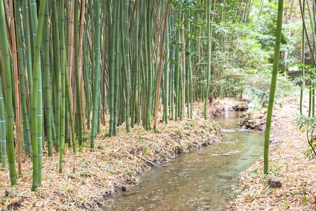 Botanischer Garten aus Bambus. Nützliches Konzept für Zen, Umwelt und grünes Leben.