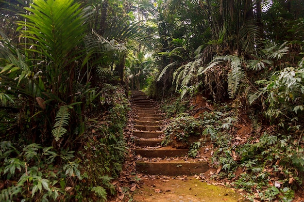 Botanischer Garten in Bedugul, Bali, Indonesien