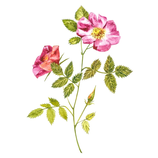 Botanisches Aquarell der wilden rosafarbenen Blume. Aquarellsatz Hagebuttenblumen und Blätter, Hand gezeichnete Blumenillustration lokalisiert