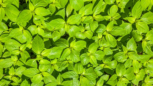 Botanisches Muster mit schönen frischen grünen Blättern für Design und Tapete.