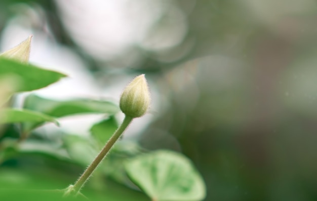 Botão clematis em foco suave seletivo