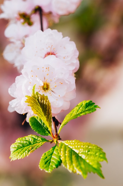 Botão de amêndoa rosa desabrochando