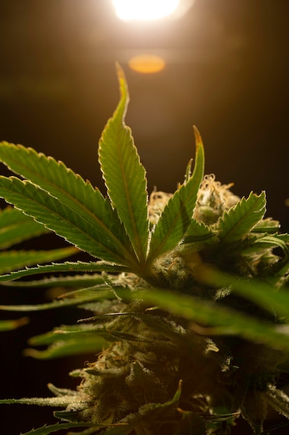Botão de cannabis com reflexo de luz. Plantas de maconha. Fotografia macro. Foco seletivo.
