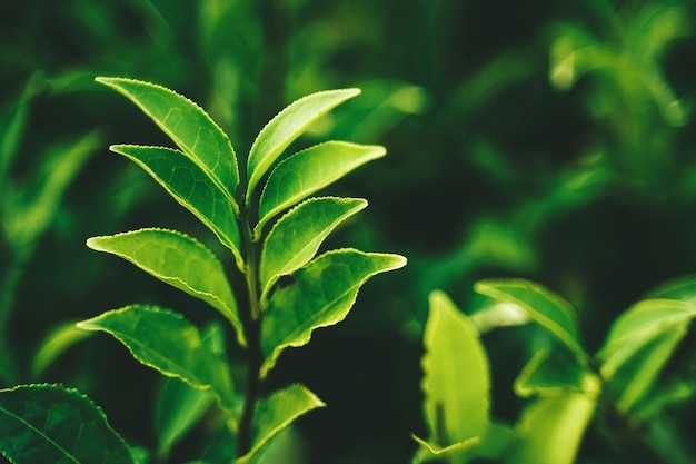 Foto botão de chá verde e folhas frescas. plantações de chá. sochi rússia