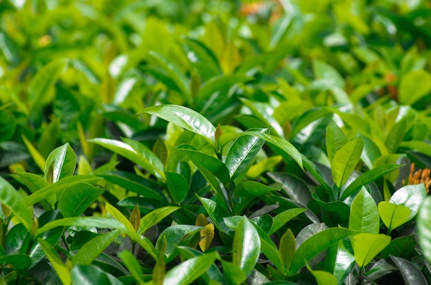 Botão de chá verde e folhas frescas