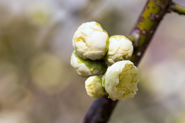 Botão de flor da flor de ameixa branca no início da primavera