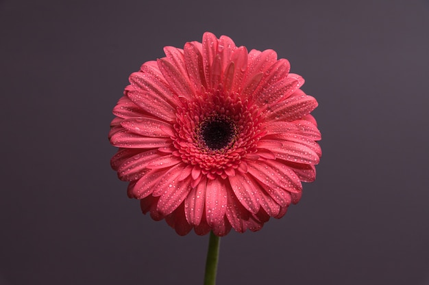 Botão de flor de gerbera rosa com muitas pequenas gotas de água, close-up em fundo simples