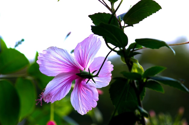 Botão de flor de hibisco em plena floração no jardim em um dia ensolarado