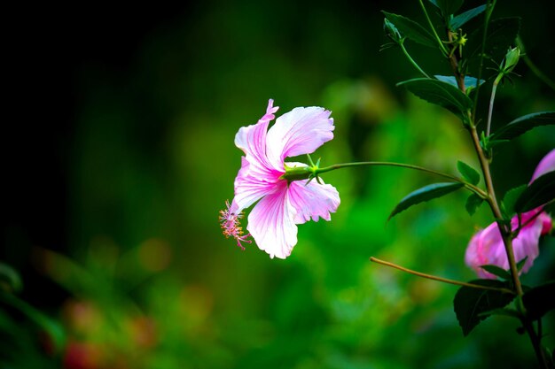 Botão de flor de hibisco em plena floração no jardim em um dia ensolarado