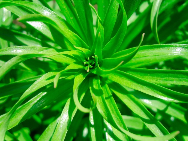 botão de flor na folhagem verde photo